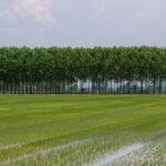 Kharif 2025 Crop Sowing Crosses 1039 Lakh Hectares, 37 Lakh Hectares Higher Than Last Year