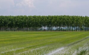 Kharif 2025 Crop Sowing Crosses 1039 Lakh Hectares,&hellip;