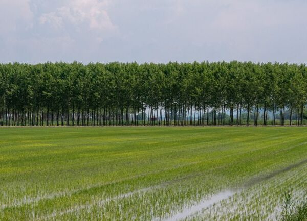 Kharif 2025 Crop Sowing Crosses 1039 Lakh Hectares,&hellip;