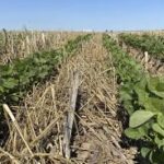 Major Boost for U.S. Agriculture: $2 Billion Fertilizer Plant in Illinois