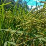 Increase in Kharif Crop Sowing, Total Area Reaches 1120.73 Lakh Hectares