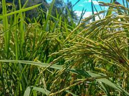Increase in Kharif Crop Sowing, Total Area Reaches…