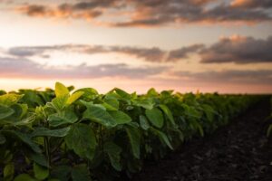 USDA Considering Economic Aid for Farmers This Fall,&hellip;