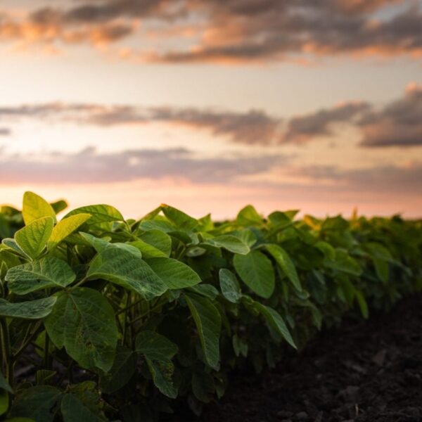 USDA Considering Economic Aid for Farmers This Fall,…