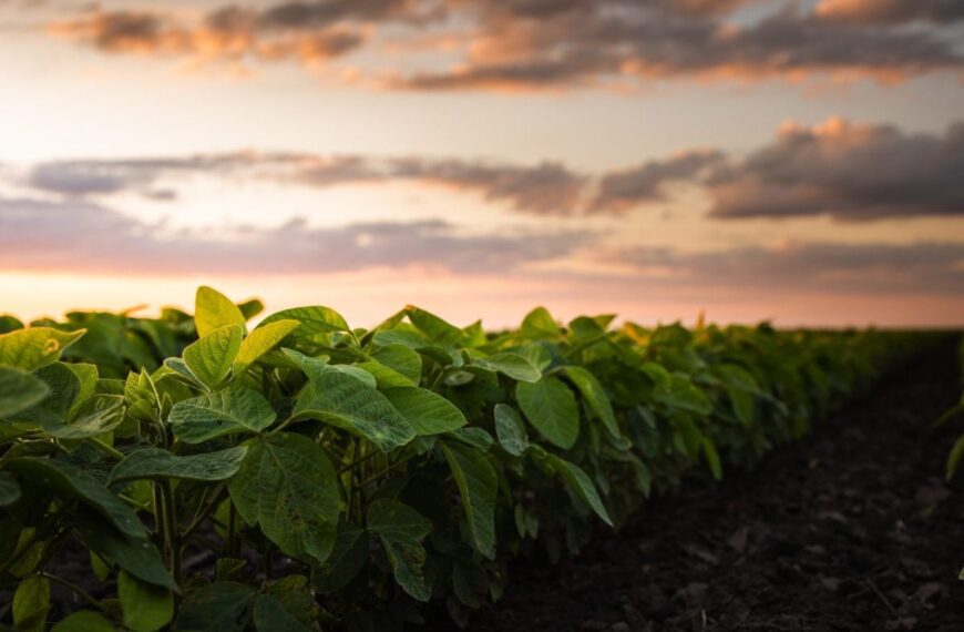 USDA Considering Economic Aid for Farmers This Fall, Says Secretary