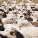 Greece May Restrict Sheep, Goat Movement to Contain Sheeppox Outbreak