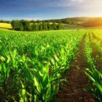 National Mission for Sustainable Agriculture: India’s Path Toward Climate-Smart Farming