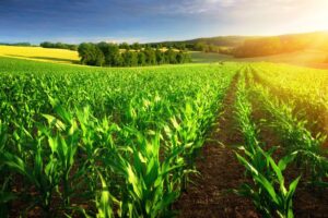 National Mission for Sustainable Agriculture: India’s Path Toward&hellip;