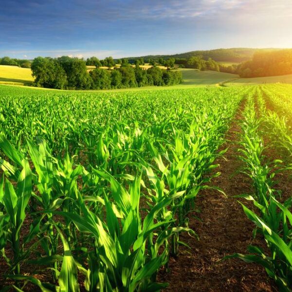 National Mission for Sustainable Agriculture: India’s Path Toward…