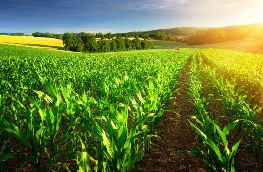 National Mission for Sustainable Agriculture: India’s Path Toward Climate-Smart Farming