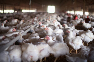 New Avian Influenza Case Detected in Georgia