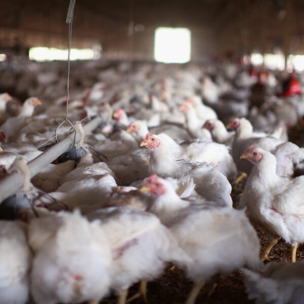 New Avian Influenza Case Detected in Georgia