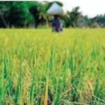 Kharif Crop Sowing Reaches 110.54 Million Hectares by September 5, 2025