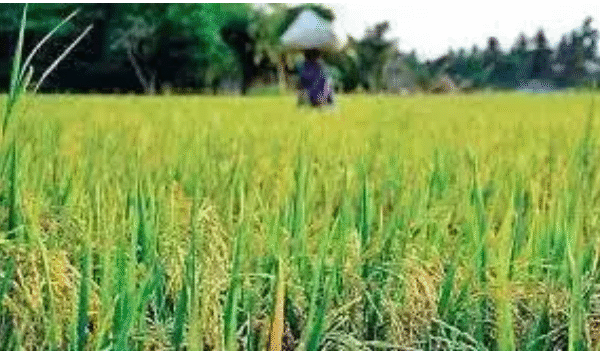 Kharif Crop Sowing Reaches 110.54 Million Hectares by…