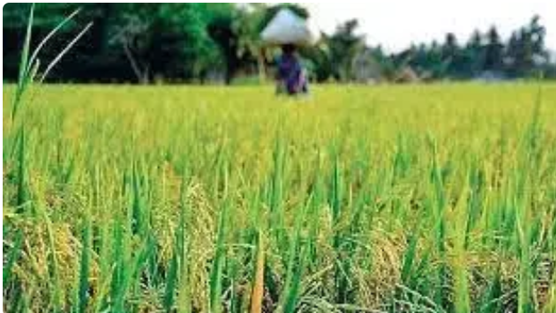 Kharif Crop Sowing Reaches 110.54 Million Hectares by September 5, 2025