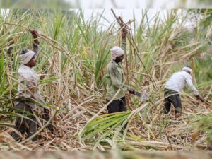 Yogi Government Orders Swift Crop Insurance for Flood-Hit&hellip;