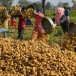 Centre Approves Four New Advanced Potato Varieties to Boost Production and Processing