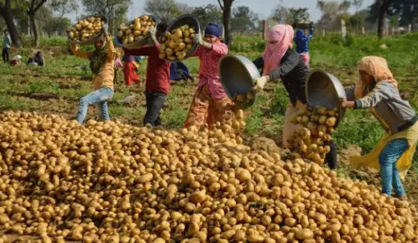 Centre Approves Four New Advanced Potato Varieties to&hellip;