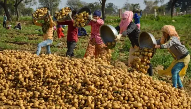 Centre Approves Four New Advanced Potato Varieties to Boost Production and Processing