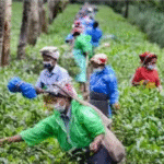 Assam Tea Farmers in Distress as Imports from African Nations Drive Down Prices