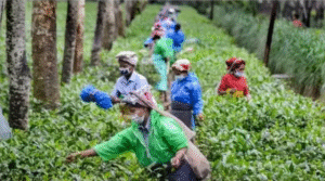 Assam Tea Farmers in Distress as Imports from&hellip;