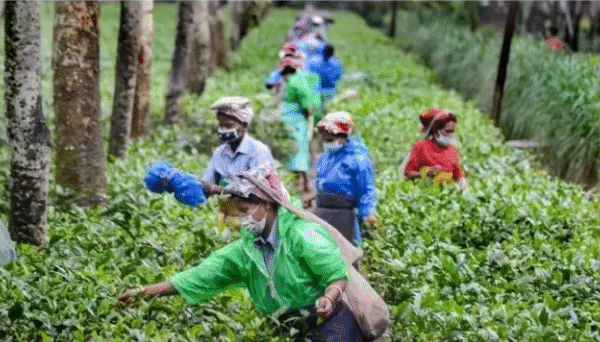 Assam Tea Farmers in Distress as Imports from&hellip;