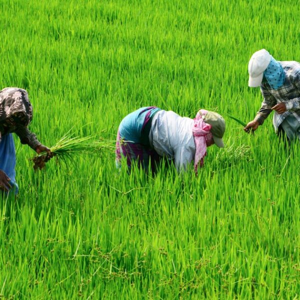 Agricultural Drones to Transform Farming; Global Market Projected…