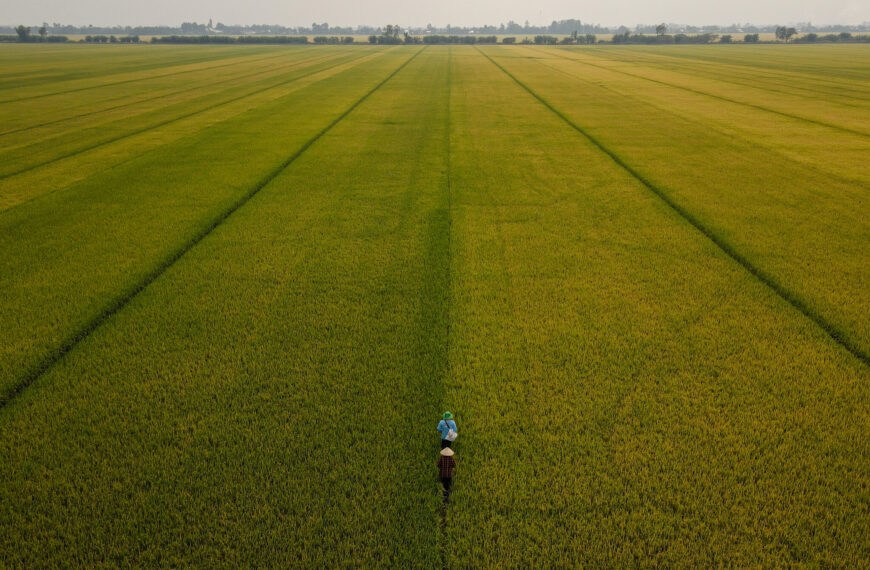 Vietnam’s Elephants Face Extinction Threat, Urgent Action Needed