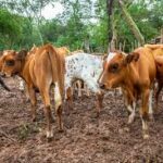 Brazil’s Cattle Industry Embraces Regenerative Agriculture to Protect the Amazon