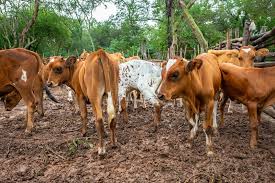 Brazil’s Cattle Industry Embraces Regenerative…