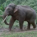 Vietnam’s Elephants Face Extinction Threat, Urgent Action Needed
