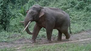 Vietnam’s Elephants Face Extinction Threat, Urgent Action Needed