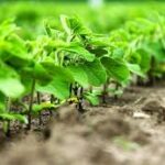 Brazil’s Soybean Planting Gains Momentum Ahead of Last Year’s Pace