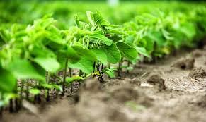 Brazil’s Soybean Planting Gains Momentum Ahead of Last…