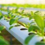 Young Researchers Showcase Cutting-Edge Agri-Innovations at IMMA 3MT Colloquium