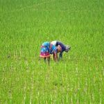 Andhra Pradesh Sets Ambitious Paddy Procurement Target for 2025-26 Kharif Season