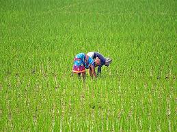 Andhra Pradesh Sets Ambitious Paddy Procurement Target for…