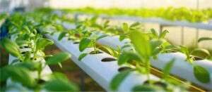 Young Researchers Showcase Cutting-Edge Agri-Innovations at IMMA 3MT&hellip;