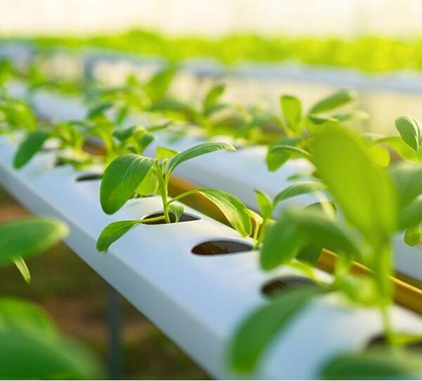 Young Researchers Showcase Cutting-Edge Agri-Innovations at IMMA 3MT…