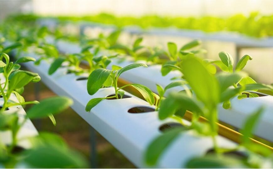 Young Researchers Showcase Cutting-Edge Agri-Innovations…