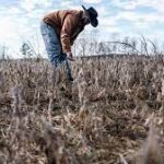 U.S. Soybean Farmers Seek New Markets After China Reduces Imports