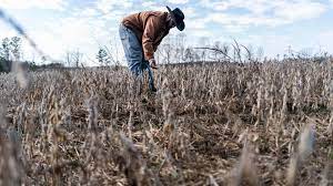 U.S. Soybean Farmers Seek New Markets After China…