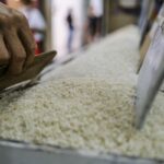 Philippines Strengthens Support for Farmers by Extending Rice Import Ban