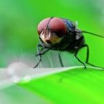 USDA Unveils Comprehensive Plan to Combat New World Screwworm Threat