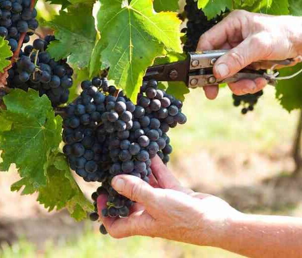 Relentless Rain Disrupts Grape Pruning Cycle in Pune,…