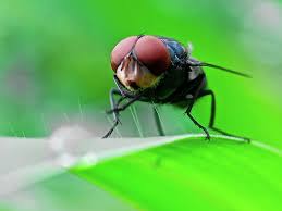 USDA Unveils Comprehensive Plan to Combat New World Screwworm Threat