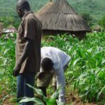 World Bank Launches ‘AgriConnect’ to Revolutionize Smallholder Farming Worldwide