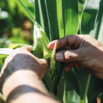 Zimbabwe Sets Ambitious Target to Boost Crop Production by 340%