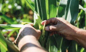 Zimbabwe Sets Ambitious Target to Boost Crop Production&hellip;