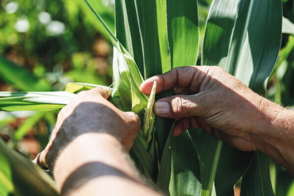 Zimbabwe Sets Ambitious Target to Boost Crop Production…